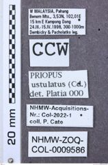 Etikett zu Melanotus tristis (Platia & Schimmel, 2001)